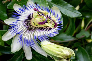 Bahçedeki çiçeklerin soyut çarpık görüntüsü