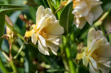 Bahçede büyüyen güzel parlak çiçekler 