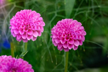 Bahçede büyüyen güzel parlak çiçekler 