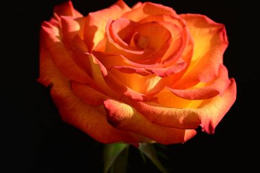 Koyu arkaplanda güzel parlak bir gül çiçeği 