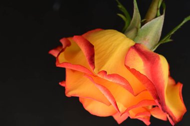 Koyu arkaplanda güzel parlak bir gül çiçeği 