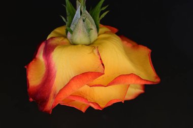 Koyu arkaplanda güzel parlak bir gül çiçeği 