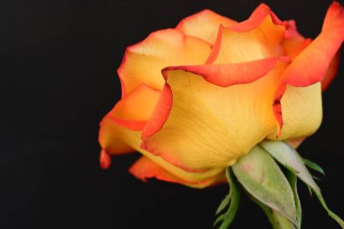 Koyu arkaplanda güzel parlak bir gül çiçeği 