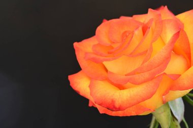 Koyu arkaplanda güzel parlak bir gül çiçeği 