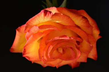 Koyu arkaplanda güzel parlak bir gül çiçeği 