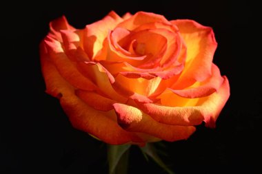 Koyu arkaplanda güzel parlak bir gül çiçeği 