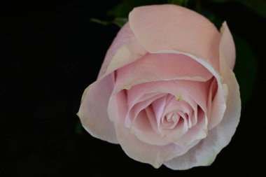 Koyu arkaplanda güzel parlak bir gül çiçeği 