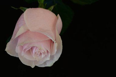 Koyu arkaplanda güzel parlak bir gül çiçeği 