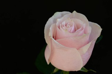 Koyu arkaplanda güzel parlak bir gül çiçeği 