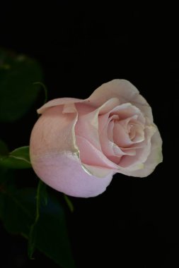 Koyu arkaplanda güzel parlak bir gül çiçeği 