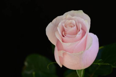 Koyu arkaplanda güzel parlak bir gül çiçeği 