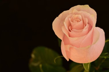 Koyu arkaplanda güzel parlak bir gül çiçeği 