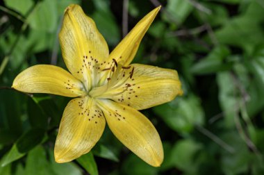 bahçede büyüyen güzel parlak çiçek 