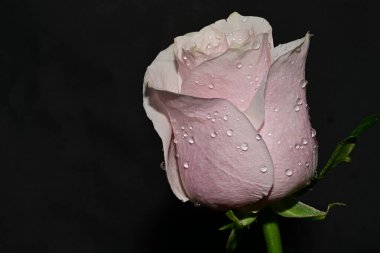 Koyu arkaplanda güzel parlak bir gül çiçeği 