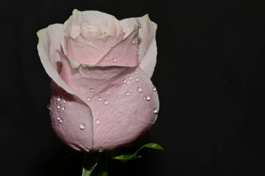 Koyu arkaplanda güzel parlak bir gül çiçeği 