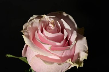 Koyu arkaplanda güzel parlak bir gül çiçeği 