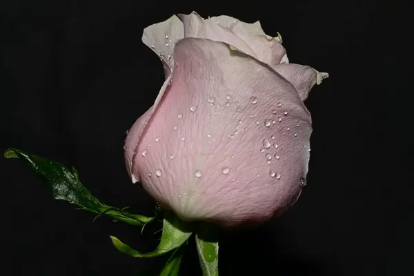 beautiful  bright rose flower on dark background