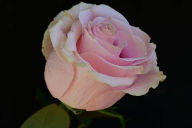 Koyu arkaplanda güzel parlak bir gül çiçeği 