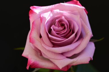 Koyu arkaplanda güzel parlak bir gül çiçeği 