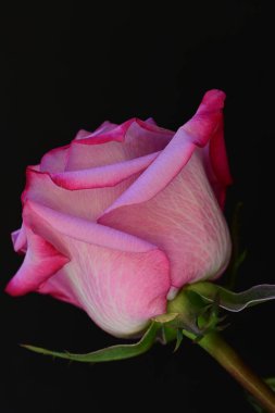 Koyu arkaplanda güzel parlak bir gül çiçeği 