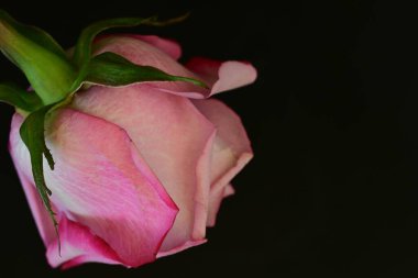 Koyu arkaplanda güzel parlak bir gül çiçeği 