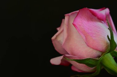 Koyu arkaplanda güzel parlak bir gül çiçeği 