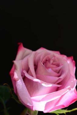 Koyu arkaplanda güzel parlak bir gül çiçeği 