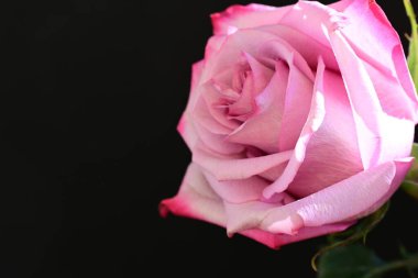 Koyu arkaplanda güzel parlak bir gül çiçeği 