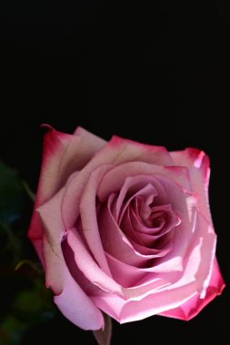 Koyu arkaplanda güzel parlak bir gül çiçeği 