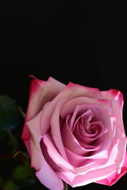 Koyu arkaplanda güzel parlak bir gül çiçeği 