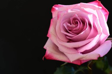 Koyu arkaplanda güzel parlak bir gül çiçeği 