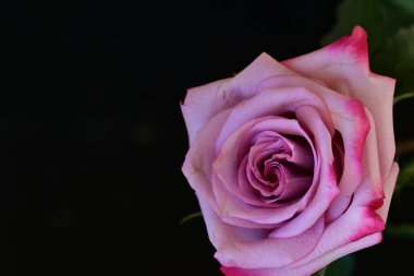 Koyu arkaplanda güzel parlak bir gül çiçeği 