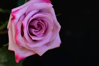 Koyu arkaplanda güzel parlak bir gül çiçeği 