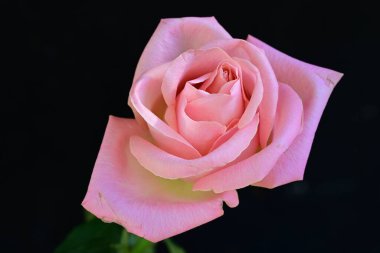 Koyu arkaplanda güzel parlak bir gül çiçeği 