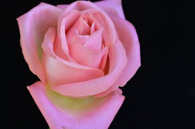 Koyu arkaplanda güzel parlak bir gül çiçeği 