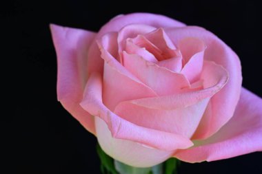 Koyu arkaplanda güzel parlak bir gül çiçeği 