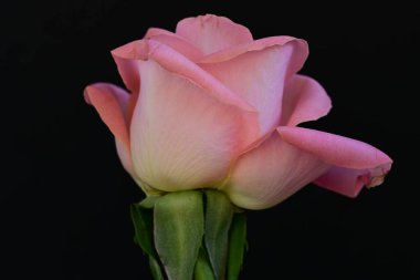 Koyu arkaplanda güzel parlak bir gül çiçeği 