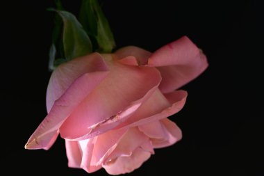 Koyu arkaplanda güzel parlak bir gül çiçeği 