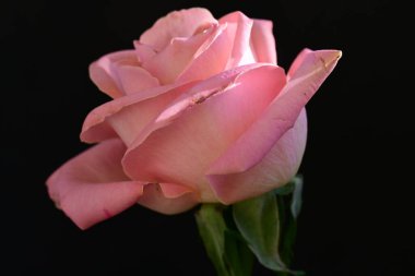 Koyu arkaplanda güzel parlak bir gül çiçeği 