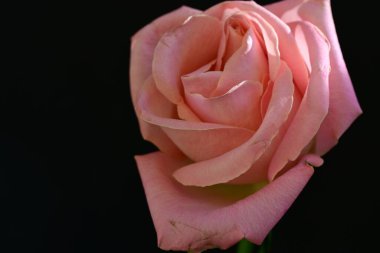 Koyu arkaplanda güzel parlak bir gül çiçeği 