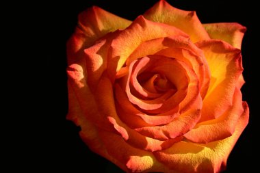 Koyu arkaplanda güzel parlak bir gül çiçeği 