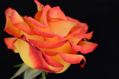 Koyu arkaplanda güzel parlak bir gül çiçeği 