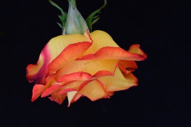 Koyu arkaplanda güzel parlak bir gül çiçeği 