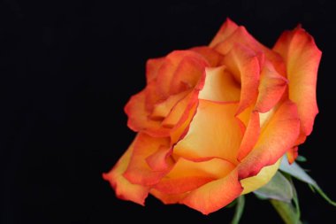 Koyu arkaplanda güzel parlak bir gül çiçeği 