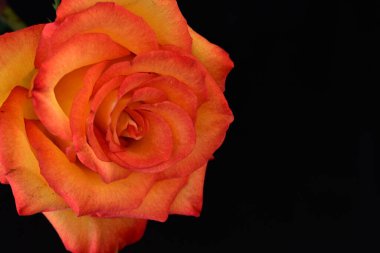 Koyu arkaplanda güzel parlak bir gül çiçeği 