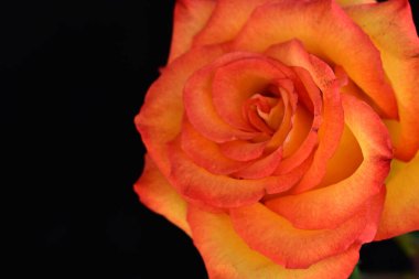 Koyu arkaplanda güzel parlak bir gül çiçeği 