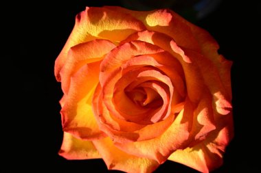 Koyu arkaplanda güzel parlak bir gül çiçeği 