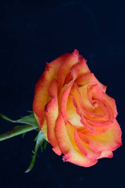 Koyu arkaplanda güzel parlak bir gül çiçeği 