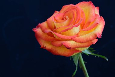 Koyu arkaplanda güzel parlak bir gül çiçeği 