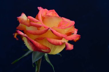 Koyu arkaplanda güzel parlak bir gül çiçeği 